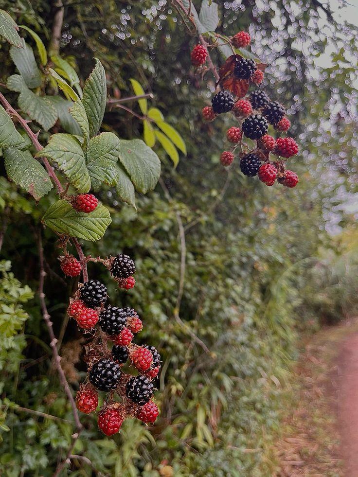Nature's Berry Bounty: A Farmer's Gift