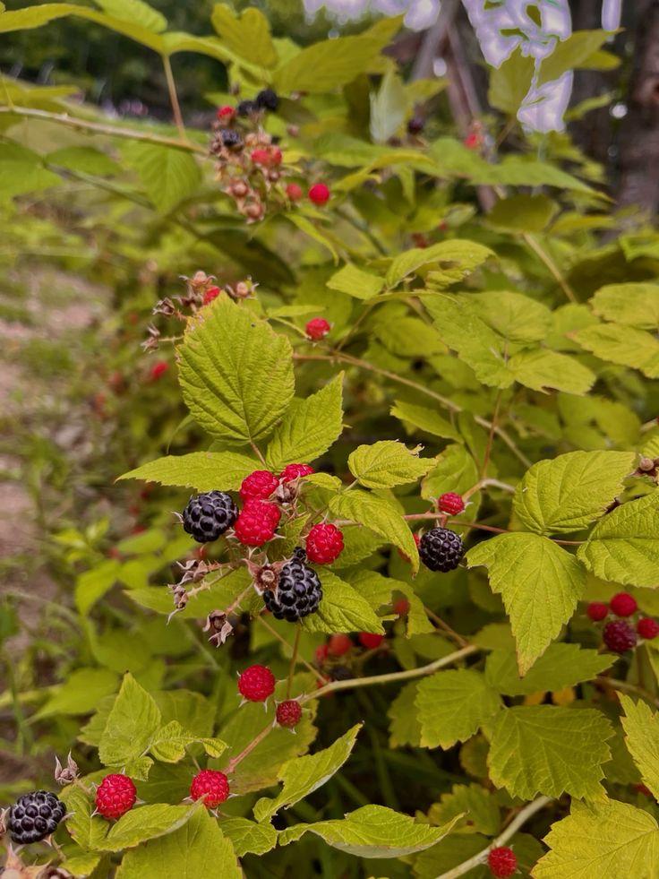 Handpicked Berry Ensemble: Country Delights